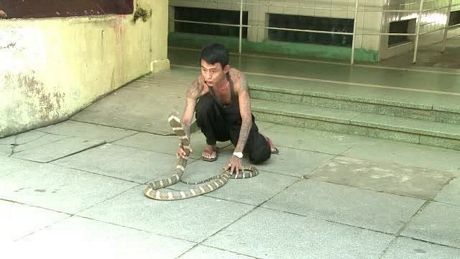 Sein Tin chơi đùa cùng một con rắn hổ mang ( nuoiranmoi.net)