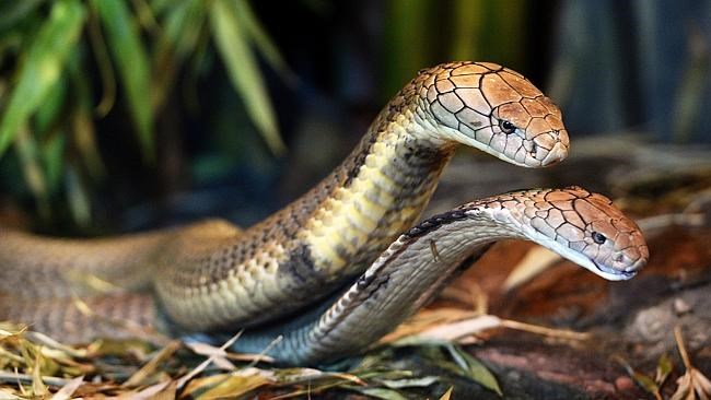 Chở 7 con rắn độc còn sống trên xe khách