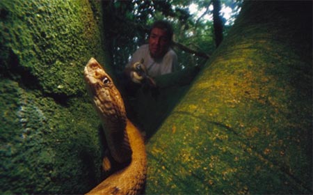 Rùng rợn đảo cấm toàn rắn độc nhất thế giới ở Brazil