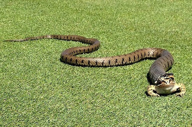 Trận golf phải dừng lại vì rắn bò vào sân nuốt ếch