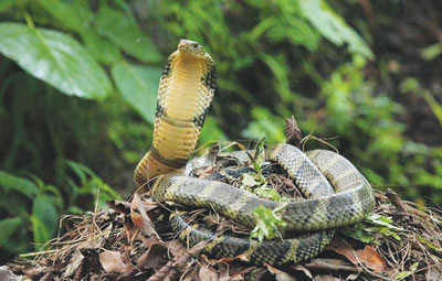 Chiêm ngưỡng hình ảnh loài rắn nặng hơn… 1 tấn