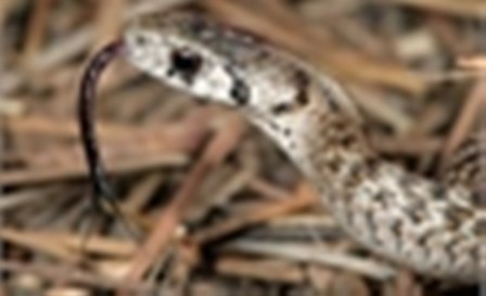Nghiên cứu mới nhất: Lưỡi rắn dùng để... ngửi